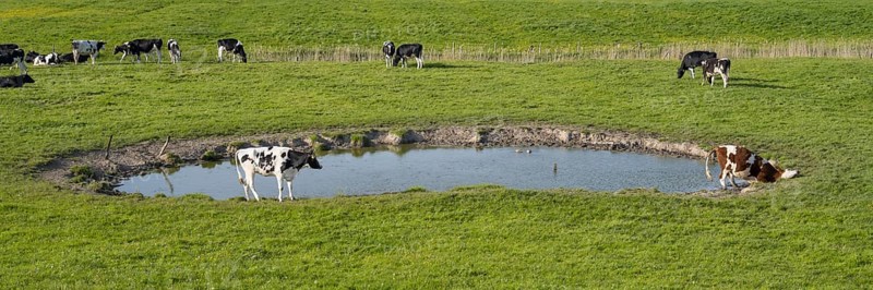 Cows grazing at a watering hole, Dockkoog, Husum, North Frisia, Schleswig-Holstein, Germany