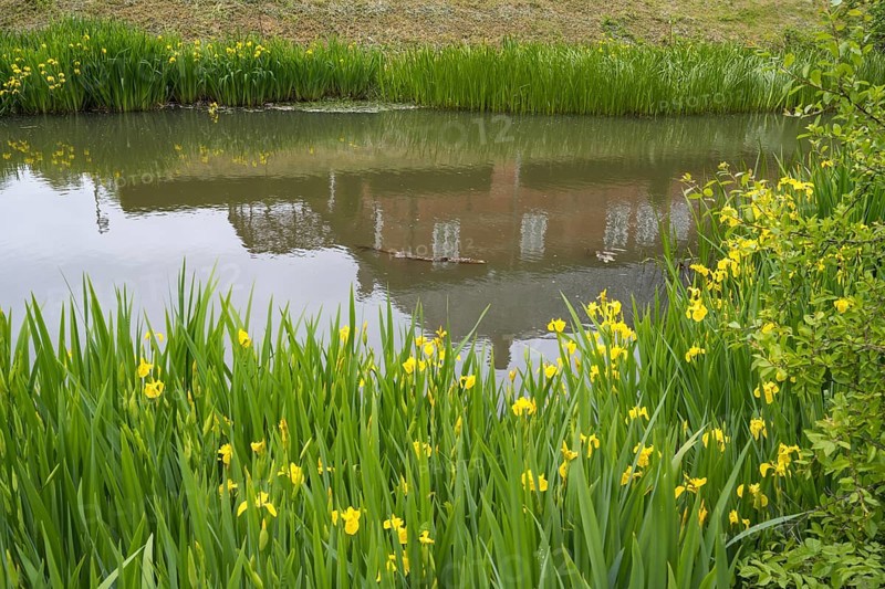 Husum Castle, castle in front of Husum, reflection, moat, marsh iris (Iris pseudacorus) on the bank, Husum, North Frisia, Schleswig-Holstein, Germany