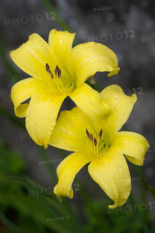 Blüte der Gelben Taglilie (Hemerocallis lilioasphodelus), Nahaufnahme, Makro, Baden-Württemberg, Deutschland