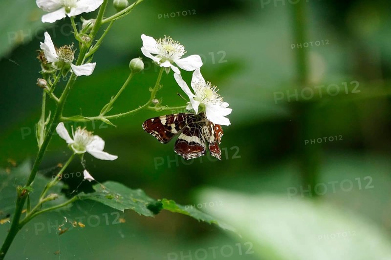 Map Butterfly (Araschnia levana, July, Saxony, Germany