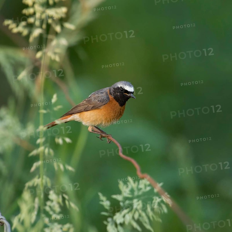 Colourful common redstart (Phoenicurus phoenicurus), adult male in breeding plumage, summer plumage, sitting on a wire in natural green surroundings, rather rare native songbird, threatened by habitat loss, Meerbusch, Rhein-Kreis Neuss, North Rhine-Westphalia, Rhineland, Germany, Western Europe