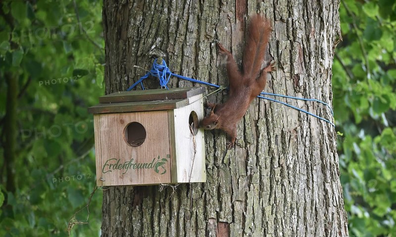 Squirrels, (Sciurus) at the house, cave