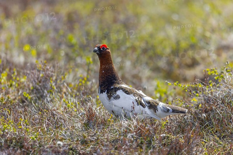 Willow ptarmigan, willow grouse (Lagopus lagopus, Lagopus albus) male, cock in summer plumage on the tundra in June, Sweden, Scandinavia