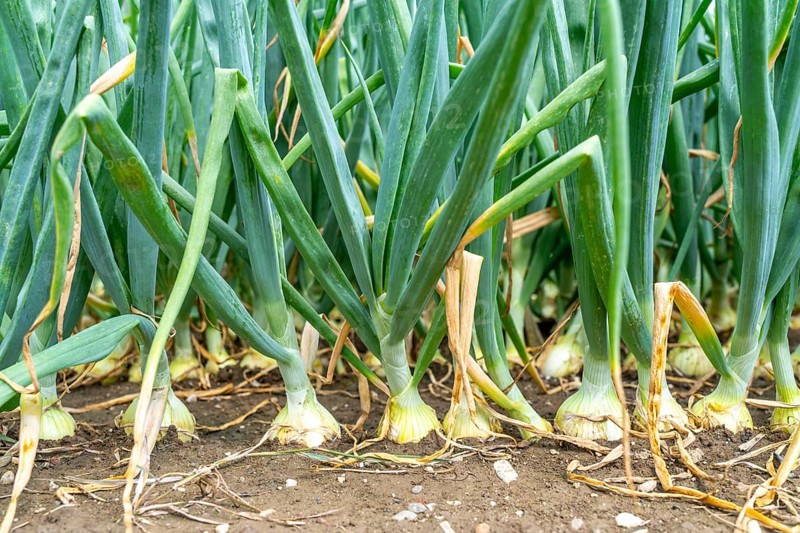 Agriculture, field with onions, shortly in front of harvest, near Nettetal, on the Lower Rhine, North Rhine-Westphalia, Germany