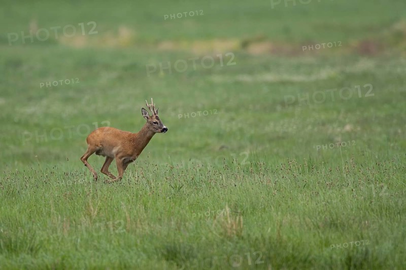 Roebuck (Capreolus capreolus), Mecklenburg-Western Pomerania, Müritz region, Germany