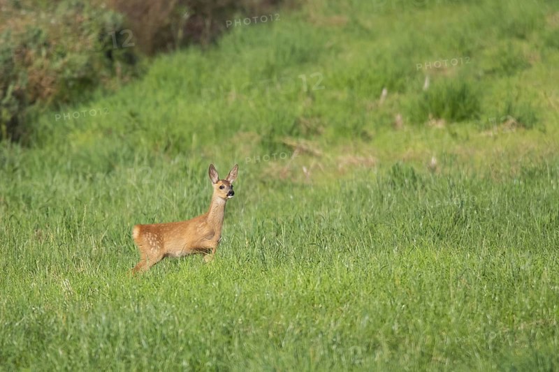 Fawn (Capreolus capreolus) at the edge of a field, Mecklenburg-Western Pomerania, Müritz region, Germany