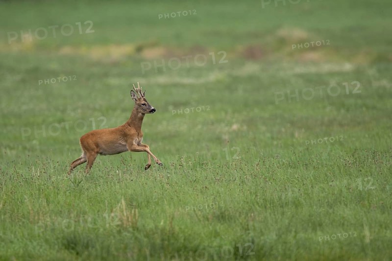Roebuck (Capreolus capreolus) jumping, Mecklenburg-Western Pomerania, Müritz region, Germany