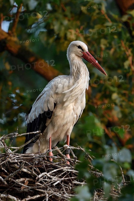 High up in the poplars... White stork (Ciconia ciconia) on its nest in a tree, young adult bird stands in its natural eyrie in the early morning light, waiting for its mate, stork ringed in the Netherlands, Meerbusch, Rhein-Kreis Neuss, North Rhine-Westphalia, Rhineland, Germany, Western Europe