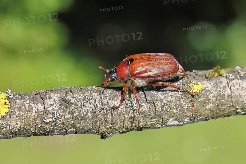May beetle, wood cockchafer (Melolontha hippocastani), female, on a branch covered with lichen, close-up, Wilnsdorf, North Rhine-Westphalia, Germany