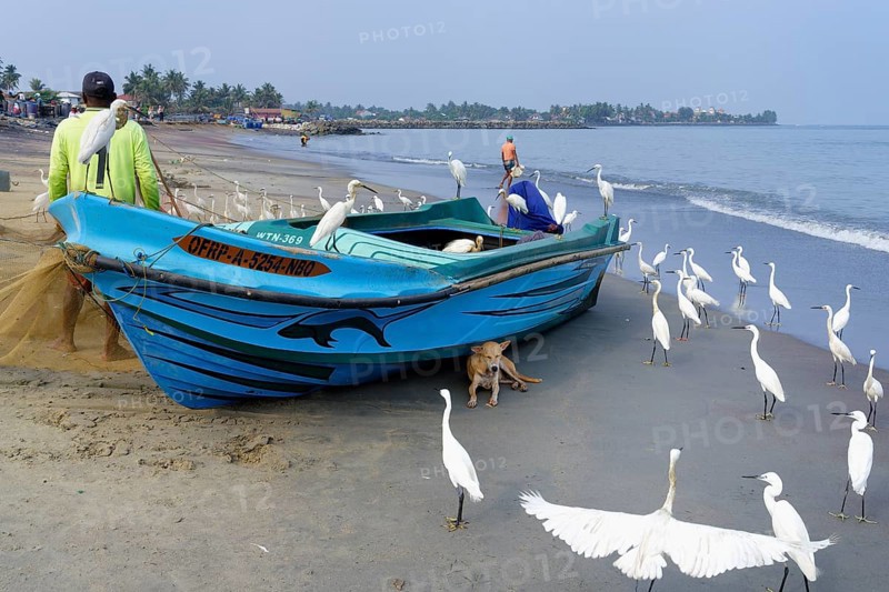 Fishermen cleaning their fishnets surrounded by little egrets on the beach, Negombo, Sri Lanka