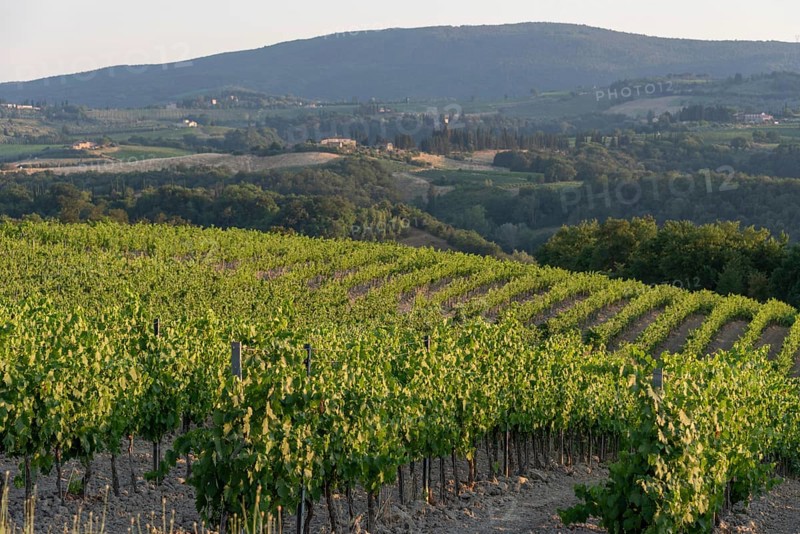 Rows of young vines, San Gimignano, Tuscany, Italy