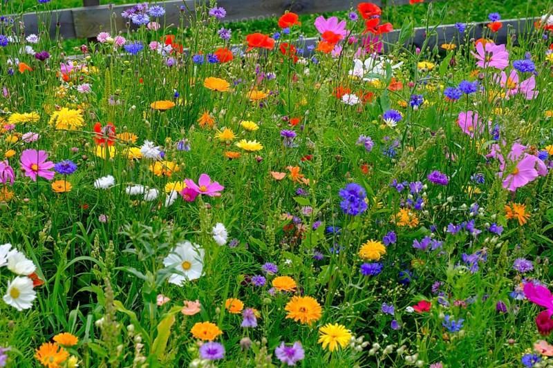 Wildflower meadow, Sesto, Dolomites, Val Pusteria, South Tyrol, Italy