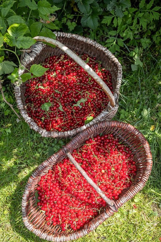 Two baskets of redcurrants or currants, Ribes Rubum, Upper Bavaria, Bavaria, Germany