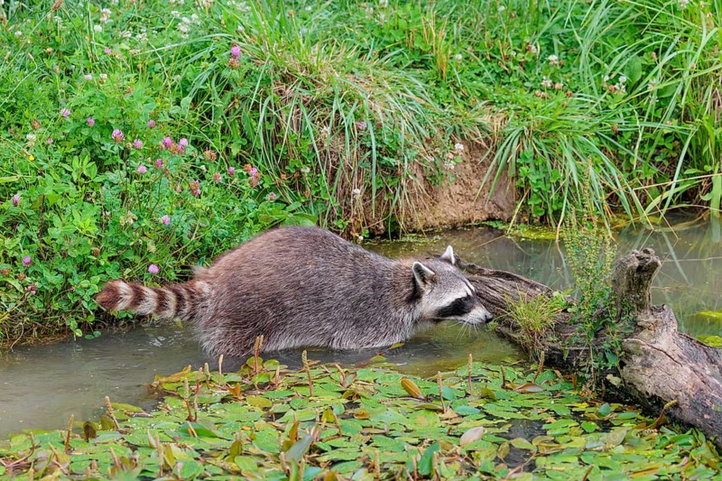 An adult raccoon (Procyon lotor) searches for food in the shallow water of a stream surrounded by dense riparian vegetation