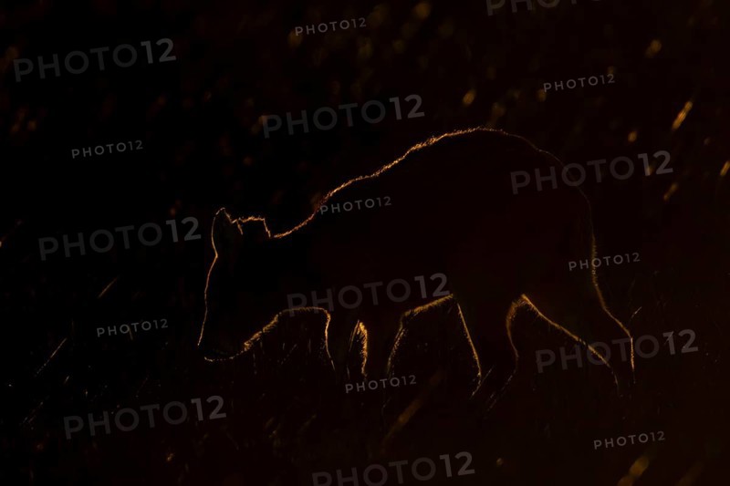 Chinese water deer (Hydropotes inermis) adult animal rim lit with backlighting at sunset standing in a field, England, United Kingdom