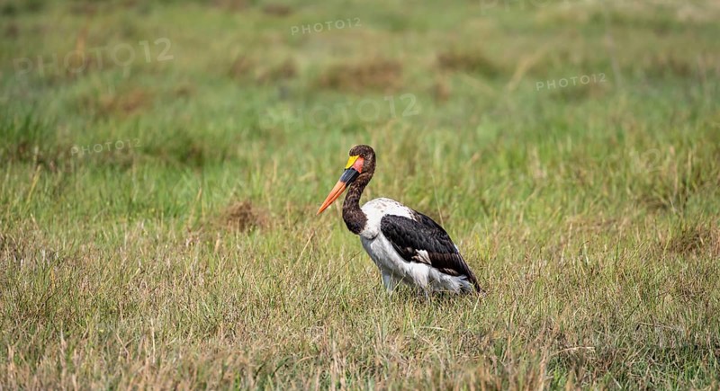 Saddle-billed stork (Ephippiorhynchus senegalensis), Okavango Delta, Moremi Game Reserve, Botswana