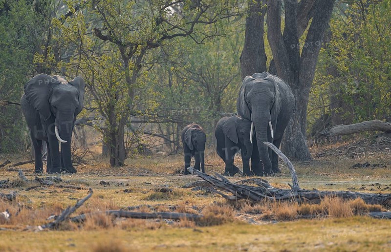 African elephant (Loxodonta africana), group with young, Okavango Delta, Moremi Game Reserve, Botswana