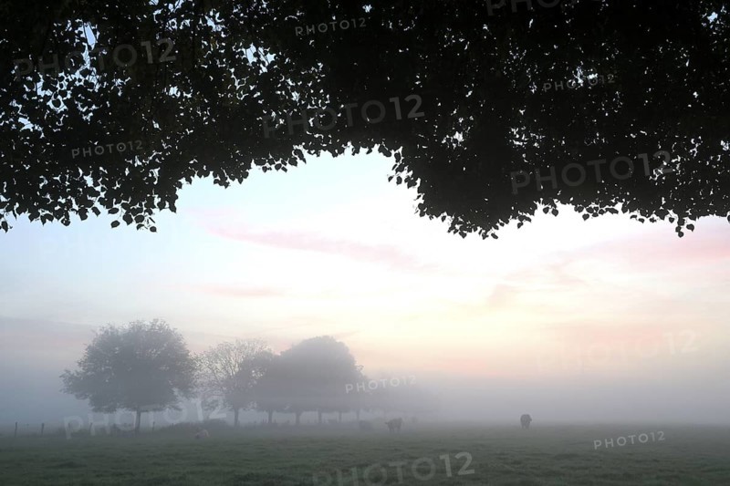 Landscape with deciduous trees at dawn and ground fog, Lower Rhine, North Rhine-Westphalia, Germany