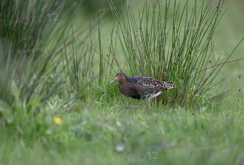 Ruff (Philomachus pugnax) in a meadow, Texel, North Holland, Netherlands
