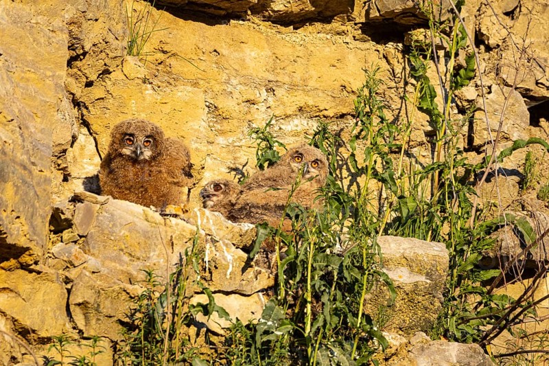 Eurasian Eagle-owl (Bubo bubo) chicks in the nest hollow Germany
