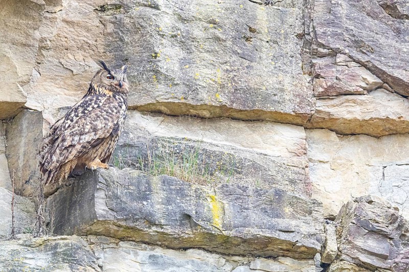 Eurasian Eagle-owl (Bubo bubo) adult bird in the rock face Germany