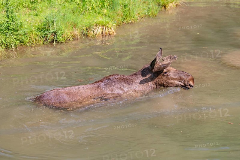 An aggressive bull moose (Alces alces) swims in a stream on a sunny day