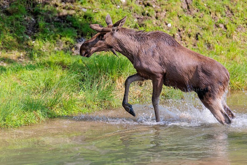 An aggressive bull moose (Alces alces) crosses a stream with splashing water on a sunny day