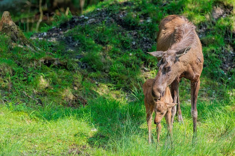 A moose calf and its mother (Alces alces) are standing on the bank of a shallow stream on a sunny day, looking for fresh food