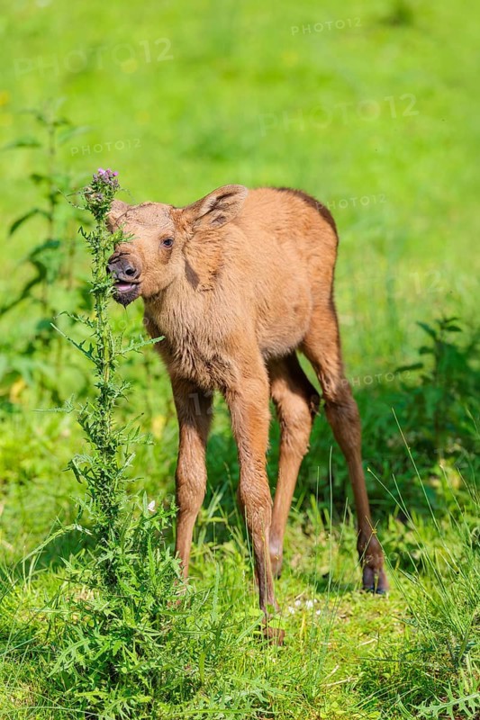 A moose calf (Alces alces) stands on the bank of a shallow stream on a sunny day and eats from a thistle