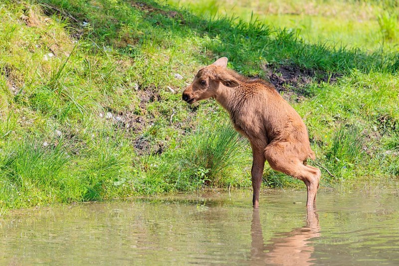 A moose calf (Alces alces) stands in a shallow stream and shits in the water