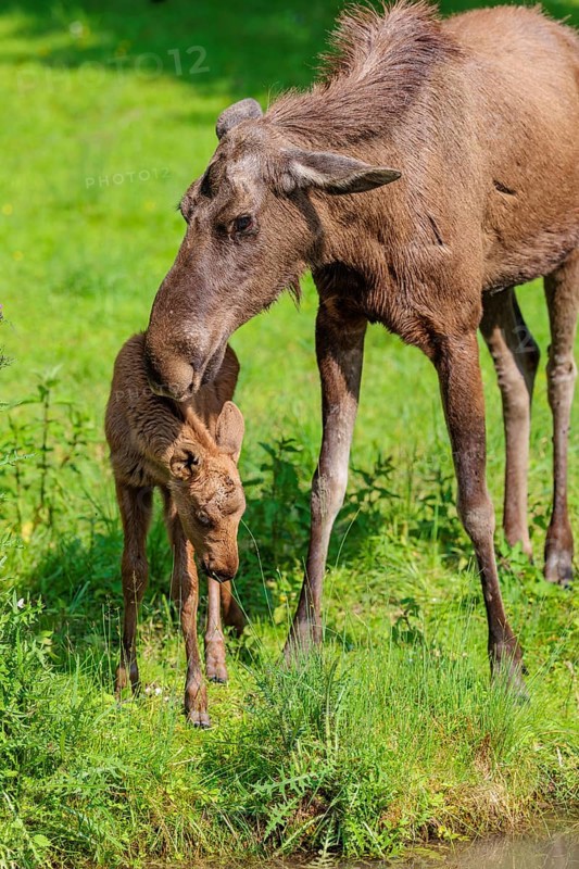 A moose calf and its mother (Alces alces) are standing on the bank of a shallow stream on a sunny day, looking for fresh food