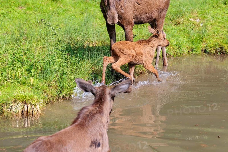 A moose calf (Alces alces) flees from an aggressive bull moose in the shallow river on a sunny day