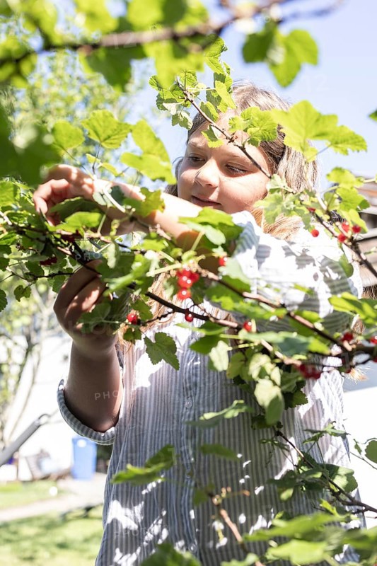 Girl picking redcurrants or currants, Ribes Rubum, Upper Bavaria, Bavaria, Germany