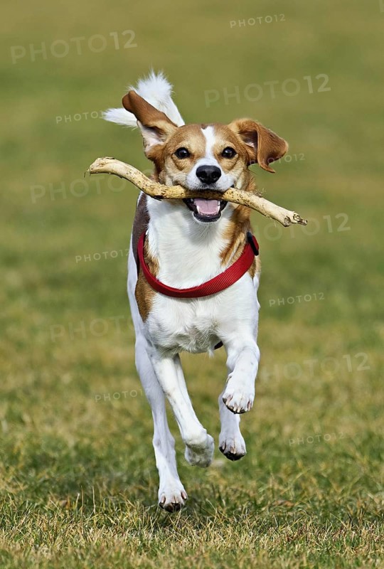 Beagle with branch in mouth jumps across meadow, Switzerland