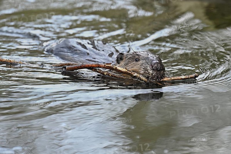 Eurasian beaver, European beaver (Castor fibre), swimming in a stream with a branch in its mouth, Canton Zug, Switzerland