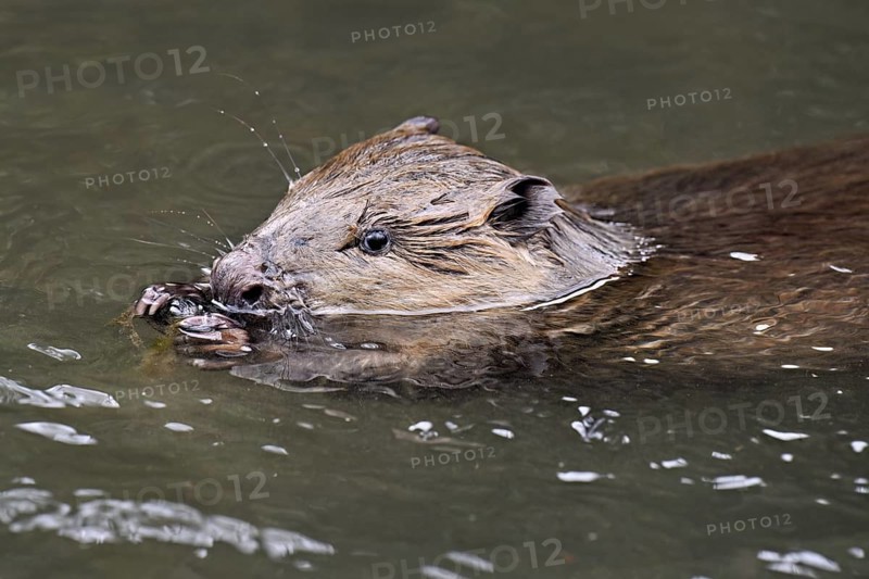 Eurasian beaver, European beaver (Castor fibre), eating an acorn in the water, Canton Zug, Switzerland