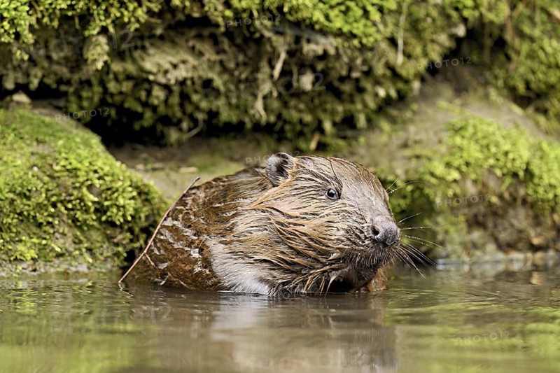 Eurasian beaver, European beaver (Castor fibre), sitting in water, Canton Zug, Switzerland