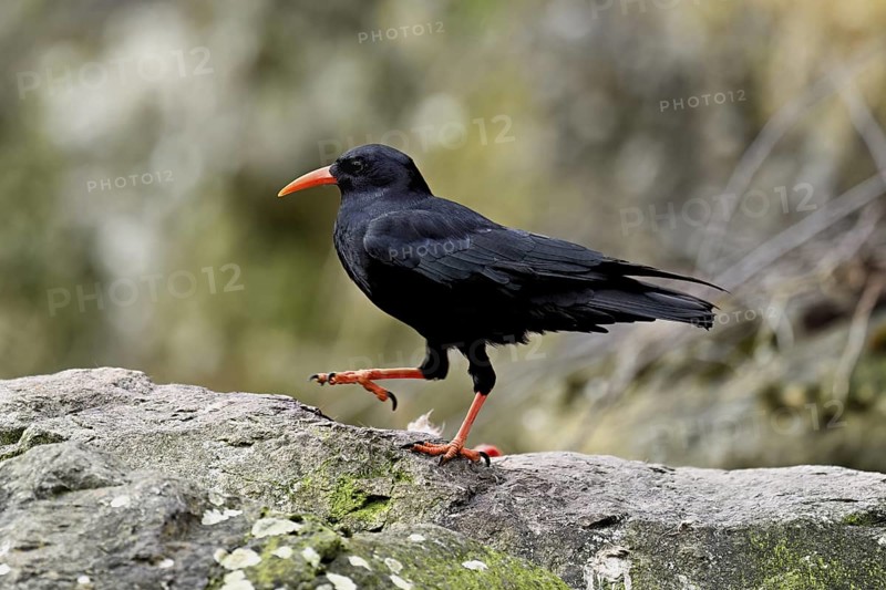 Chough (Pyrrhocorax pyrrhocorax), sitting on a rock, Switzerland