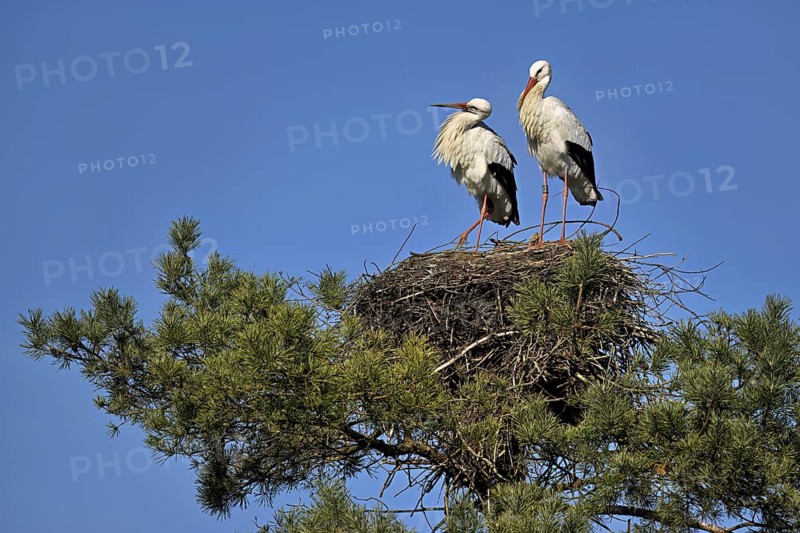 White storks (Ciconia ciconia), pair standing on eyrie, Canton Aargau, Switzerland