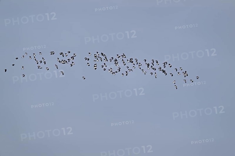 A group of lapwings (Vanellus vanellus) in flight, Flachsee, Canton Aargau, Switzerland