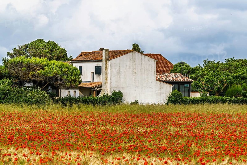 Red poppies in the cereal field, France