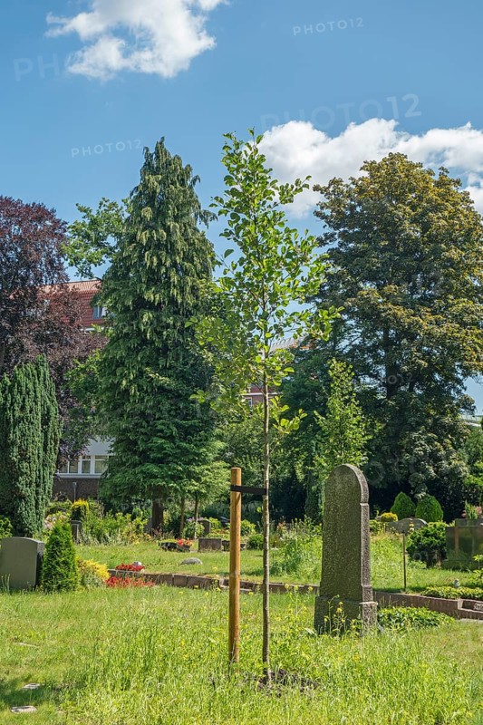 Under-tree burial, resting place, accessible place, Lutheran cemetery, Heisfelder Straße, Leer, East Frisia, Germany