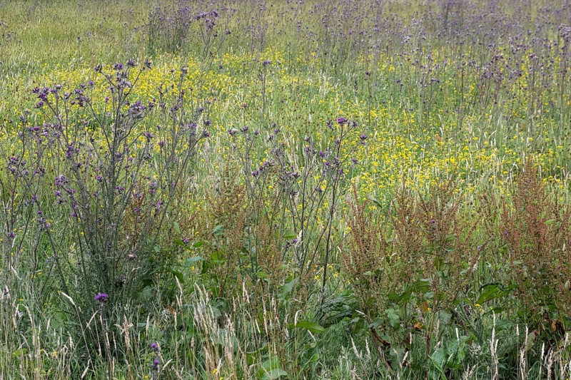 Meadow with thistles (Cirsium), Emsland, Lower Saxony, Germany