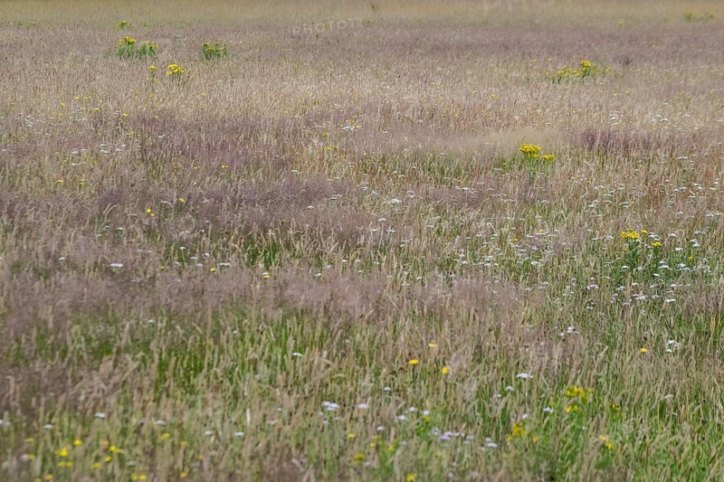 Meadow with ragwort (Senecio jacobaea), Emsland, Lower Saxony, Germany