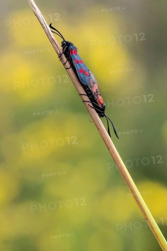 Six-spotted damselfly (Zygaena filipendulae), mating, Emsland, Lower Saxony, Germany