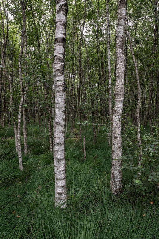 Birch quarry forest (Betula pendula), Emsland, Lower Saxony, Germany