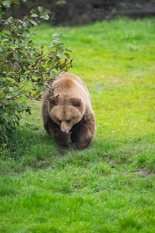 Eurasian Brown Bear (Ursus arctos arctos) walking on a meadow, Bavaria, Germany