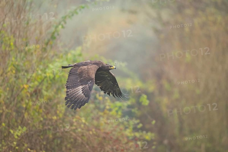 Steppe eagle (Aquila nipalensis) flying on a foggy day in autumn, Bavaria, Germany
