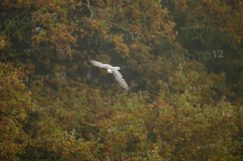 Saker falcon (Falco cherrug) flying, autumn, Bavaria, Germany