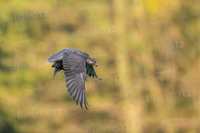 Peregrine falcon (Falco peregrinus) flying, autumn, Bavaria, Germany